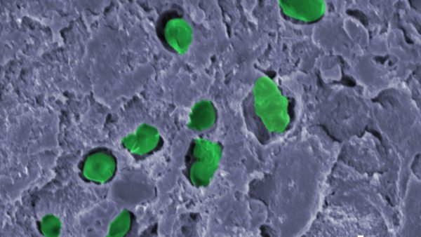 Image of Cyanobacteria in a biocoating